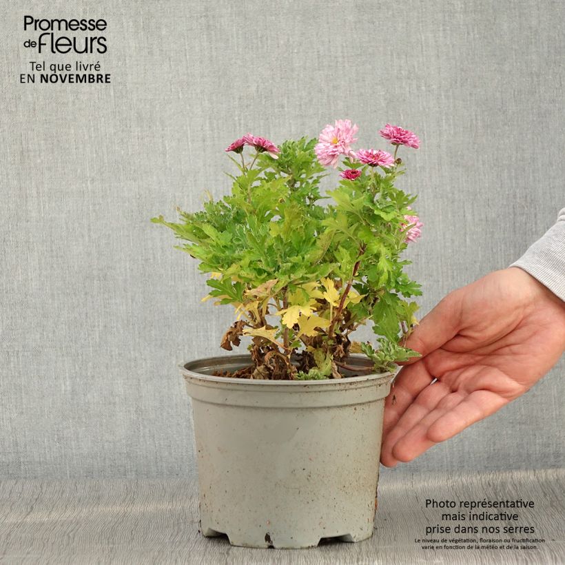 Ejemplar de Chrysanthemum Rehauge - Crisantemo Maceta 2L/3L entregado en otoño