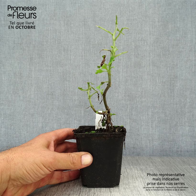 Ejemplar de Chrysanthemum indicum Brennpunkt - Crisantemo Maceta de 8/9 cm entregado en otoño