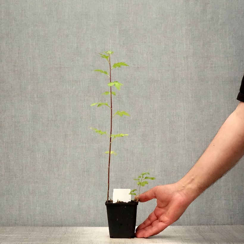 Ejemplar de Chrysanthemum indicum Brennpunkt - Crisantemo Maceta de 8/9 cm entregado en verano