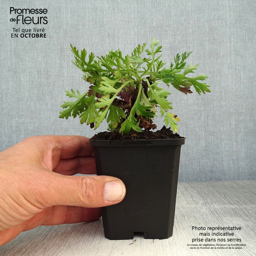 Ejemplar de Chrysanthemum rubellum Clara Curtis - Crisantemo Maceta de 8/9 cm entregado en otoño