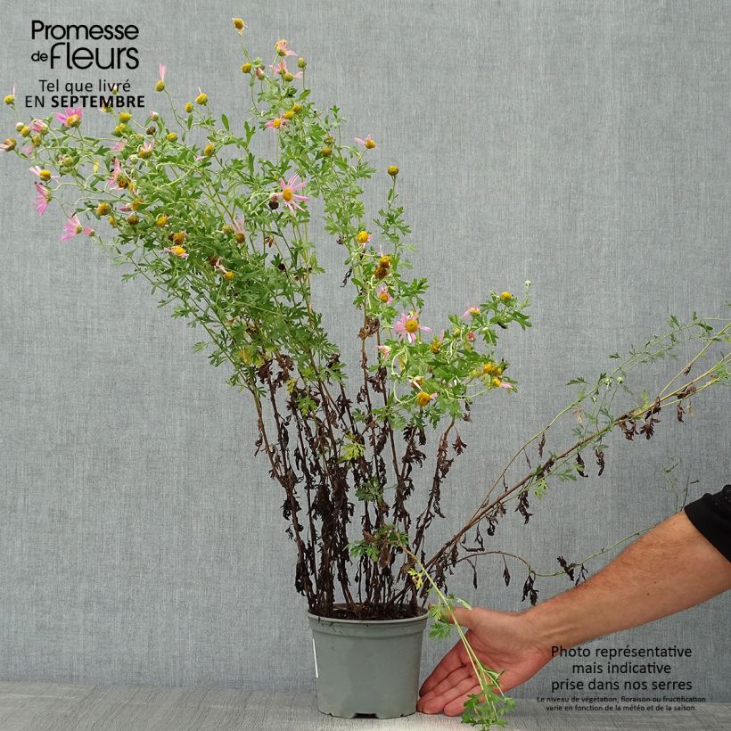 Ejemplar de Chrysanthemum rubellum Clara Curtis - Crisantemo Maceta 2L/3L entregado en otoño