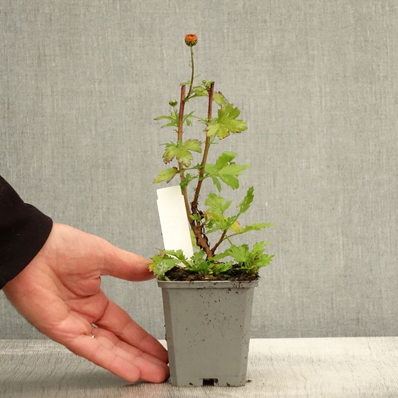 Ejemplar de Chrysanthemum rubellum Dernier Soleil - Crisantemo Maceta de 8/9 cm entregado en otoño