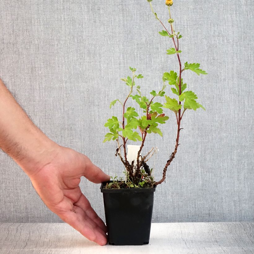 Ejemplar de Chrysanthemum rubellum Dernier Soleil - Crisantemo Maceta de 8/9 cm entregado en verano