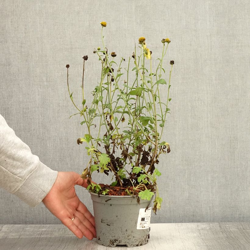 Ejemplar de Chrysanthemum rubellum Dernier Soleil - Crisantemo Maceta 2L/3L entregado en otoño