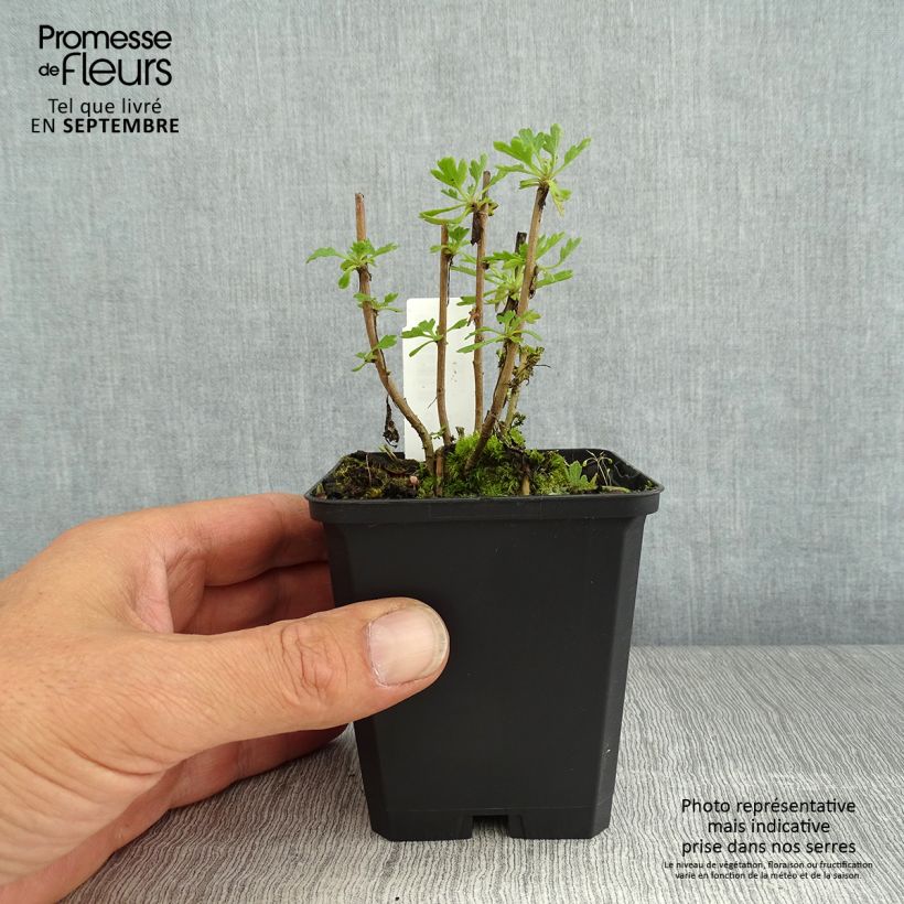 Ejemplar de Chrysanthemum rubellum Duchess of Edimburgh - Crisantemo Maceta de 8/9 cm entregado en verano