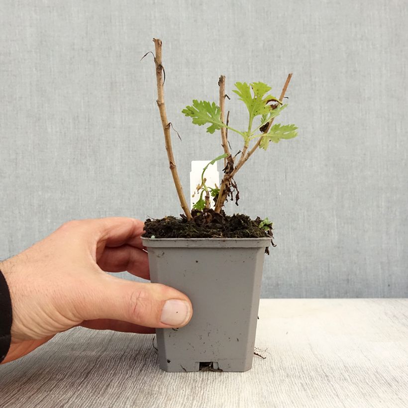Ejemplar de Chrysanthemum rubellum Mary Stoker - Crisantemo Maceta de 8/9 cm entregado en otoño