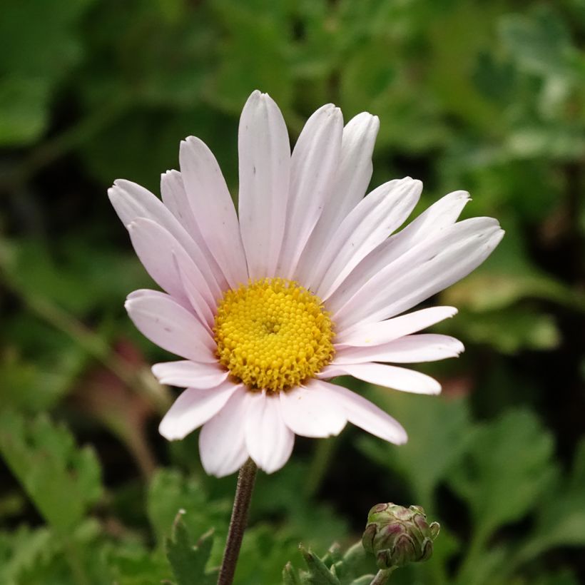 Chrysanthemum arcticum Roseum - Crisantemo (Floración)