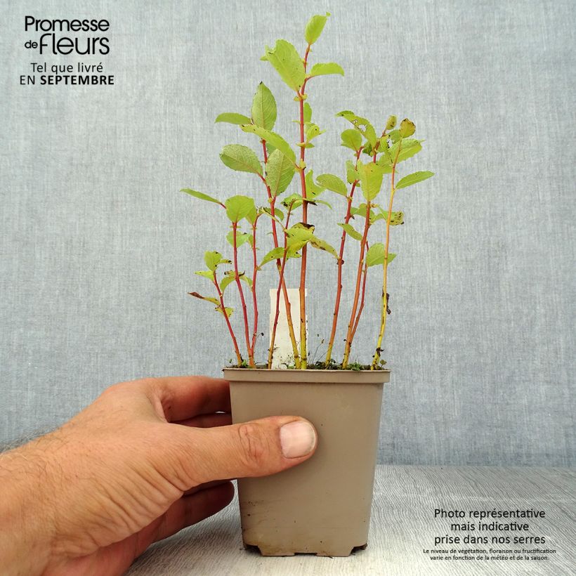 Ejemplar de Chrysogonum virginianum André Viette Godet de 9cm entregado en verano