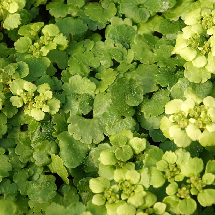 Chrysosplenium alternifolium (Follaje)