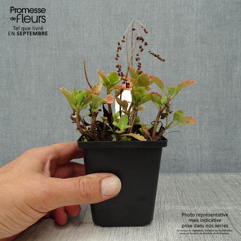 Ejemplar de Chrysosplenium oppositifolium Maceta de 8/9 cm entregado en otoño