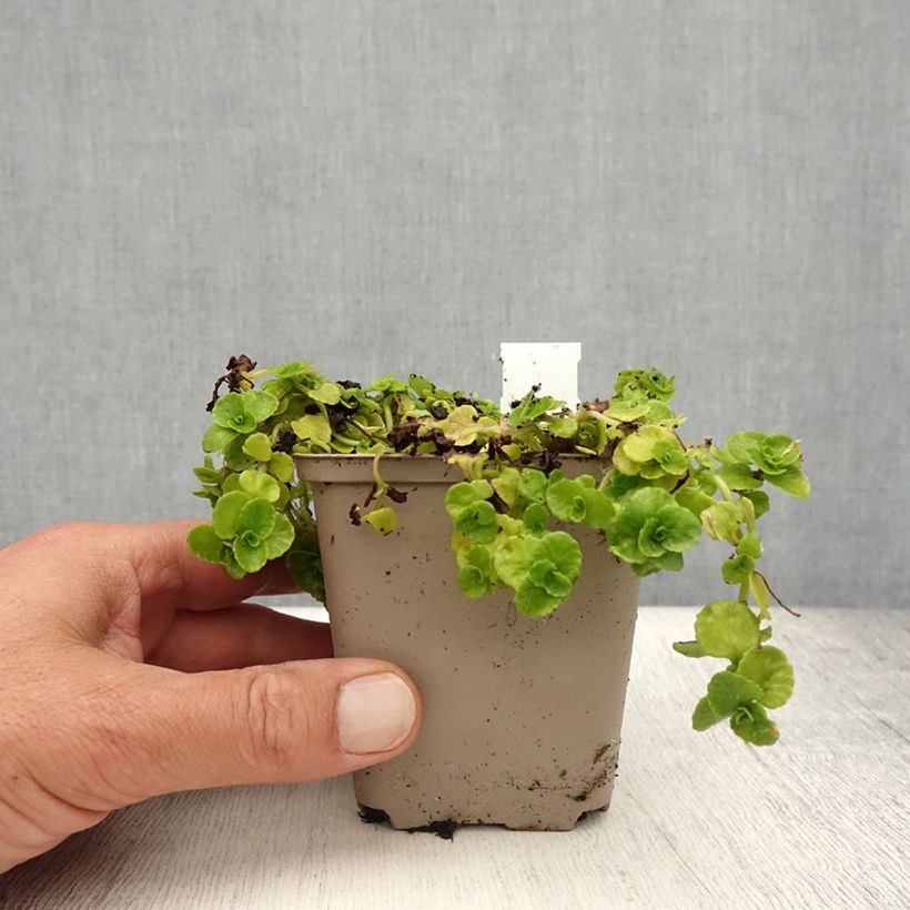 Ejemplar de Chrysosplenium oppositifolium, Dorine Godet de 8/9 cm entregado en verano