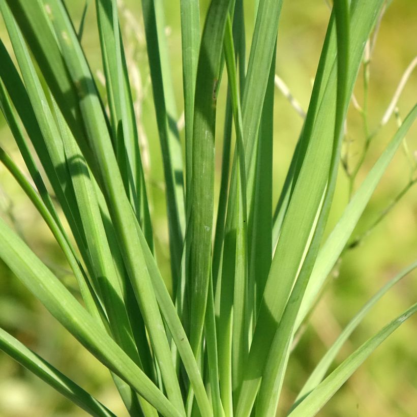 Cebolletas chinas (plantas) (Follaje)
