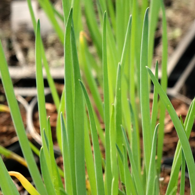 Cebolleta - Allium fistulosum (Follaje)