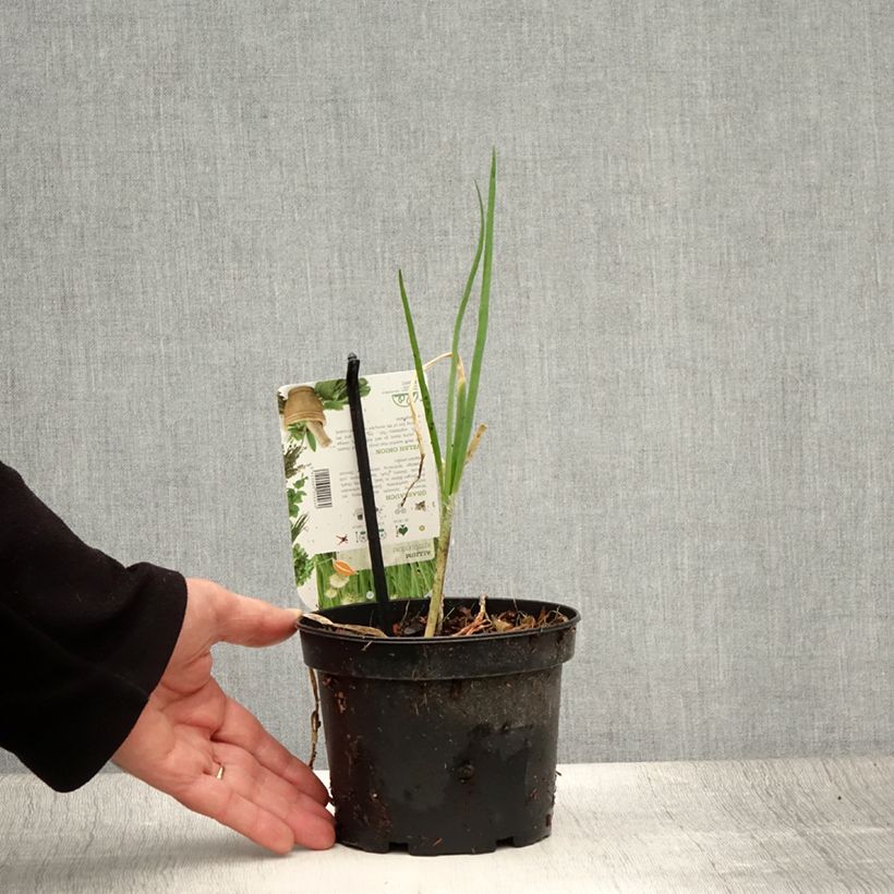 Ejemplar de Cebolleta - Allium fistulosum Maceta 1,5L/2L entregado en verano