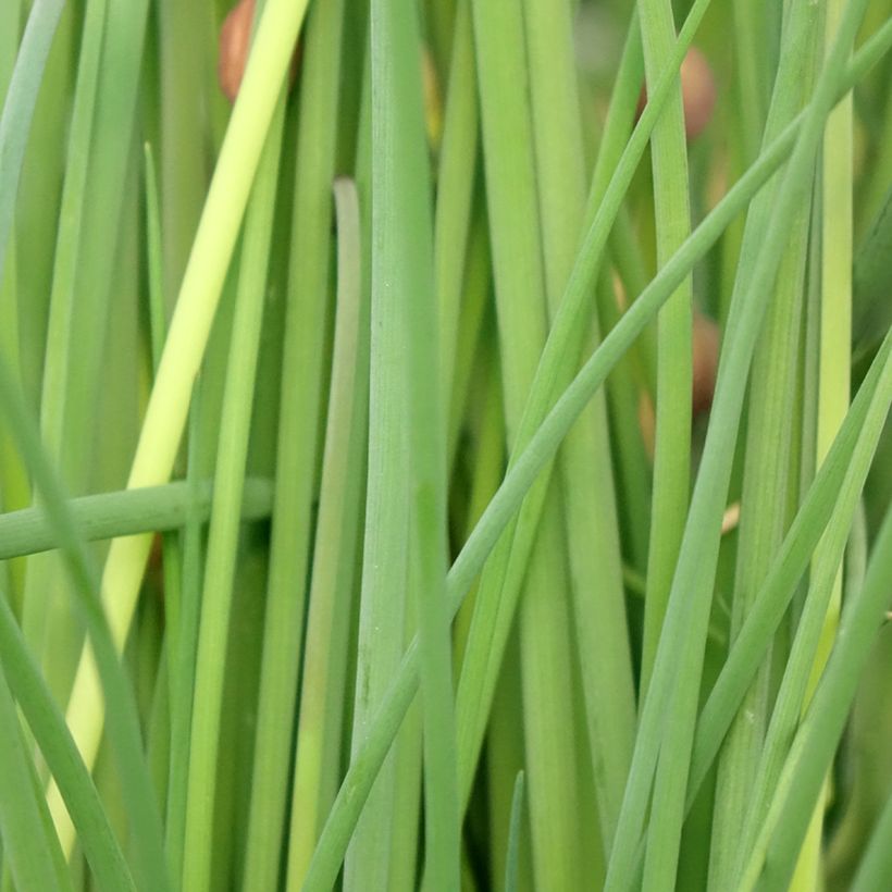 Cebollino Bio (maceta) (Follaje)