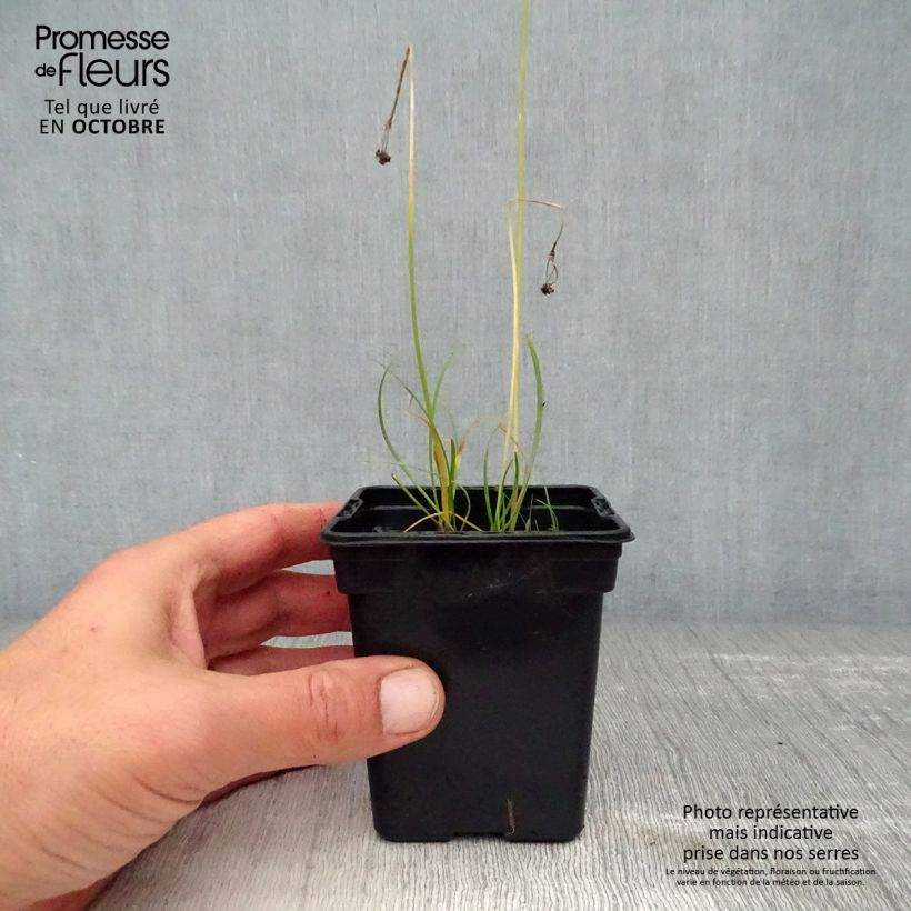 Ejemplar de Cebolletas chinas Bio Maceta de 7/8 cm entregado en otoño