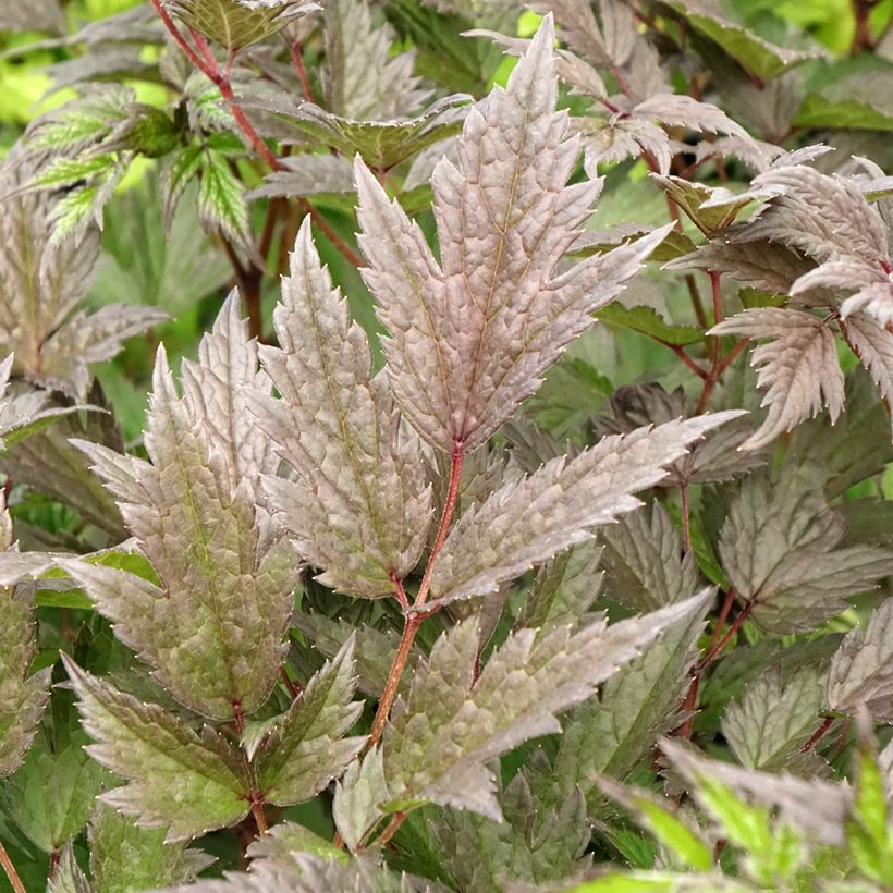 Actaea Queen of Sheba (Follaje)