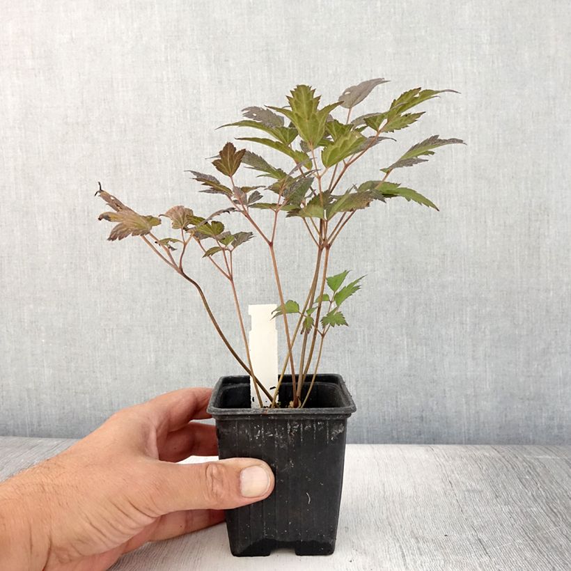 Ejemplar de Actaea Queen of Sheba Maceta de 8/9 cm entregado en verano