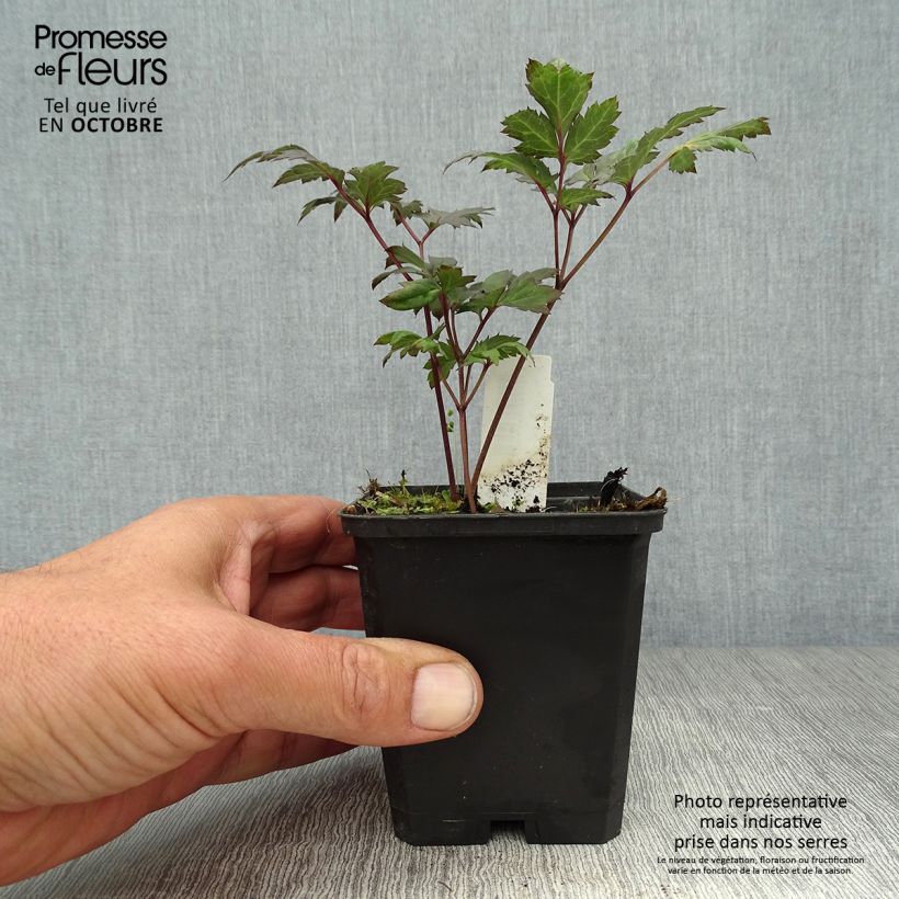 Ejemplar de Actaea simplex Atropurpurea Maceta de 8/9 cm entregado en otoño