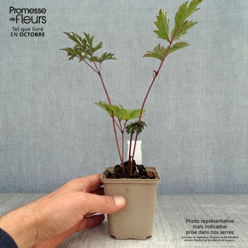 Ejemplar de Actaea simplex Brunette Maceta de 8/9 cm entregado en otoño