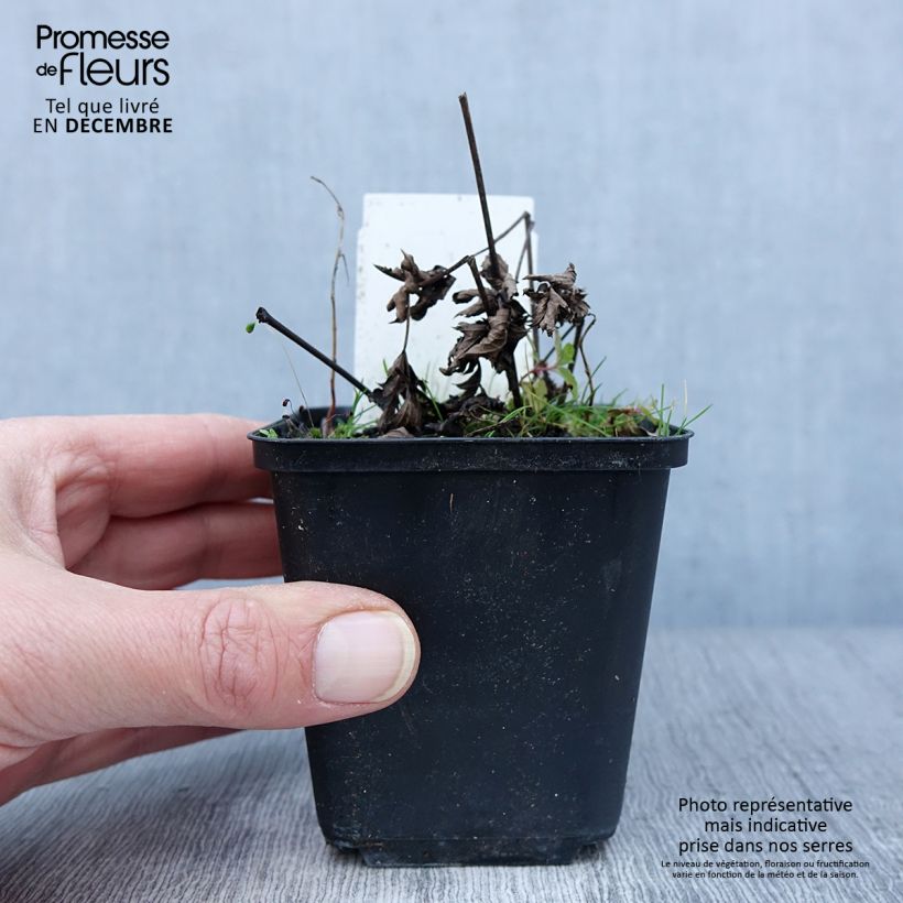 Ejemplar de Actaea simplex Chocoholic Maceta de 8/9 cm entregado en otoño