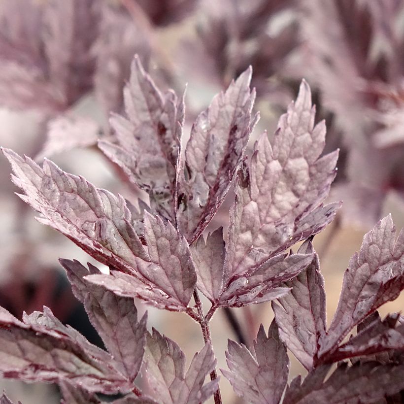 Actaea simplex Chocoholic (Follaje)