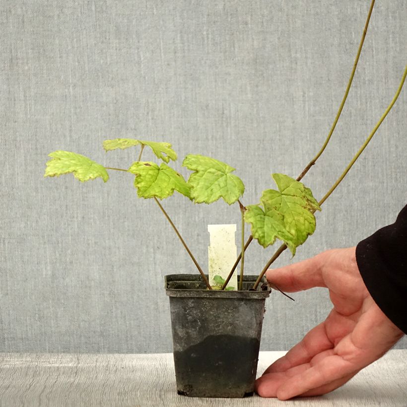 Ejemplar de Actaea biternata Maceta de 8/9 cm entregado en otoño