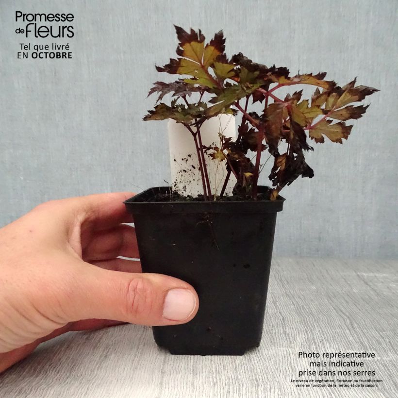 Ejemplar de Actaea simplex Pink Spike Maceta de 8/9 cm entregado en otoño
