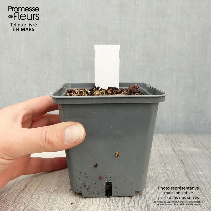Actaea simplex Carbonella Maceta 1L/1,5L Ejemplar entregado en la primavera