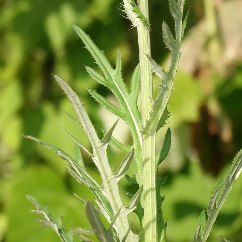 Cirsium rivulare Trevors Blue Wonder - Cardo (Follaje)