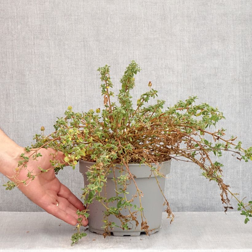 Ejemplar de Jara - Cistus obtusifolius Maceta 2L/3L entregado en verano