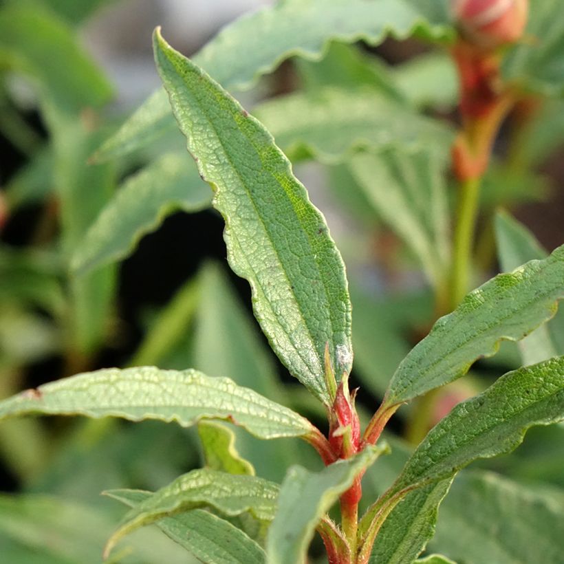 Jara - Cistus aguilarii Maculatus (Follaje)