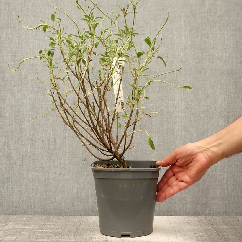 Ejemplar de Jara - Cistus argenteus Peggy Sammons Maceta 2L/3L entregado en verano