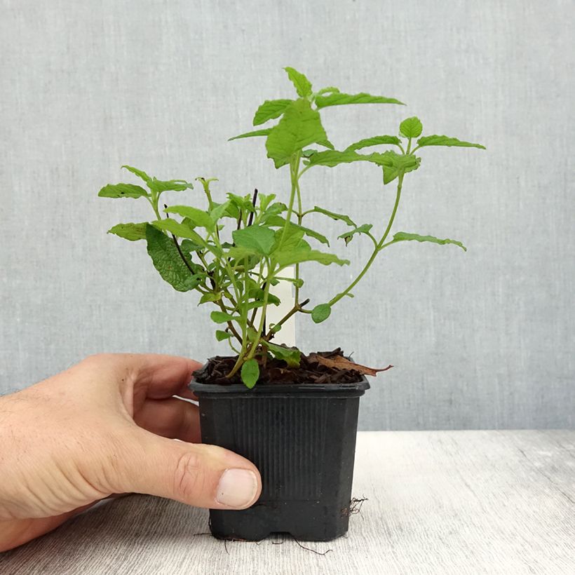 Ejemplar de Jara blanca - Cistus corbariensis Maceta de 8/9 cm entregado en otoño