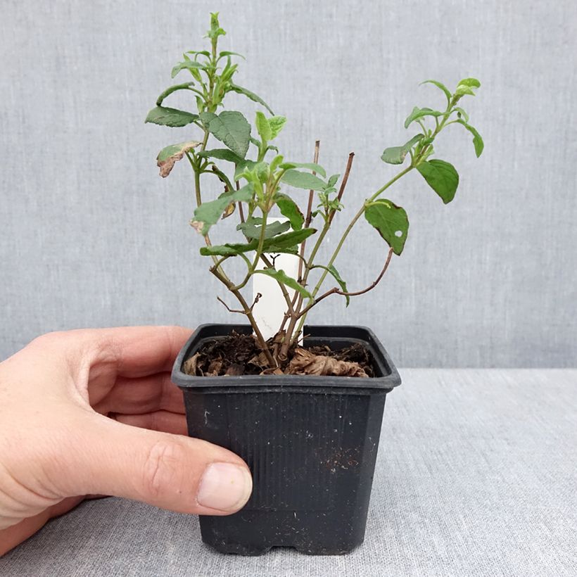 Jara blanca - Cistus corbariensis Maceta de 8/9 cm Ejemplar entregado en la primavera