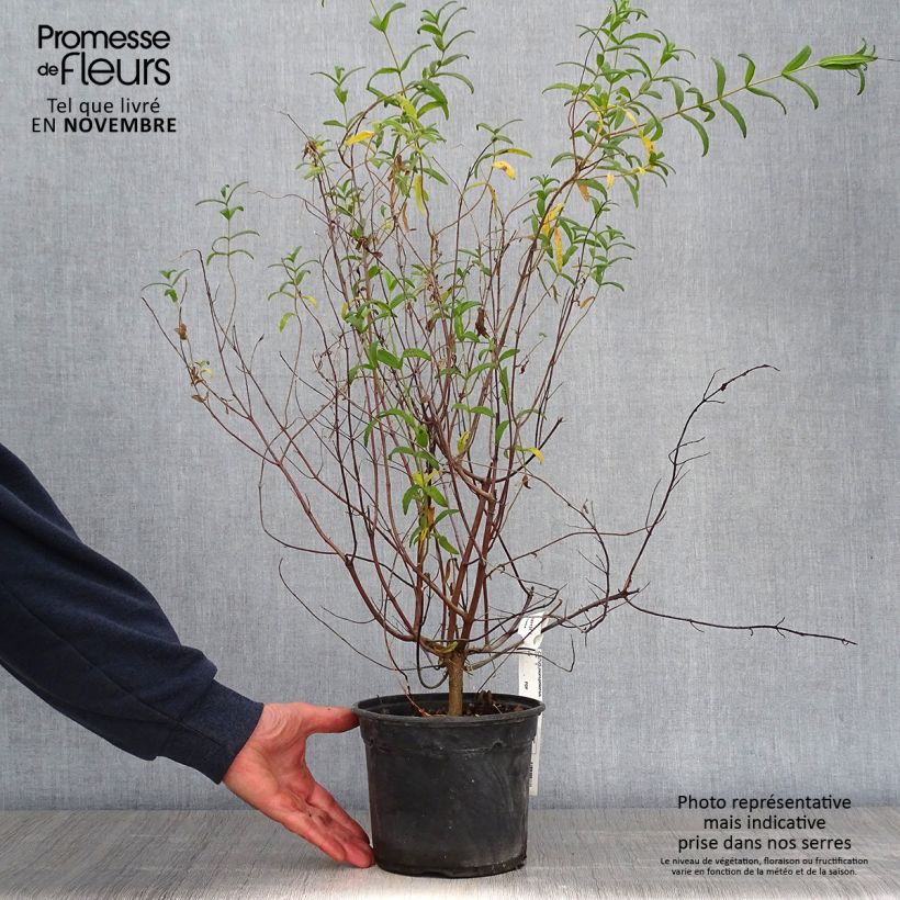 Ejemplar de Jara negra - Cistus monspeliensis Maceta 2L/3L entregado en otoño