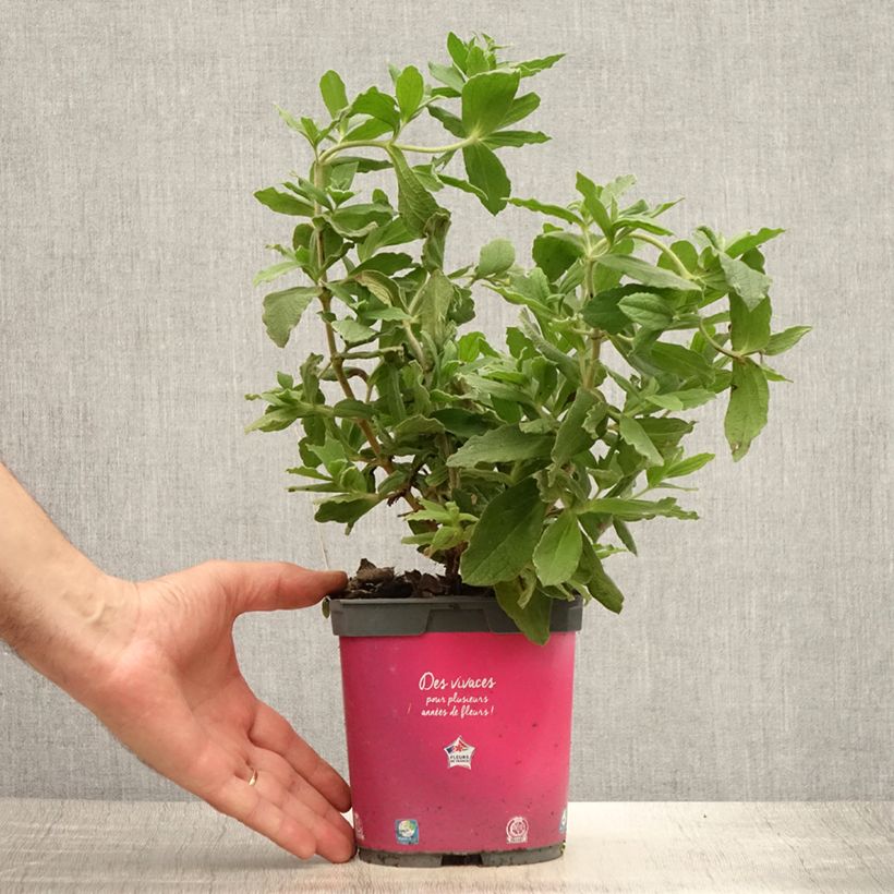 Ejemplar de Jara - Cistus pulverulentus Maceta 2L/3LAltura de entrega aprox. 20/30cm entregado en verano