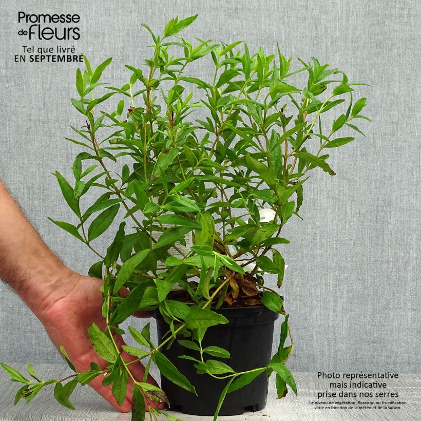 Ejemplar de Jara - Cistus loretii Maceta 2L/3L entregado en otoño