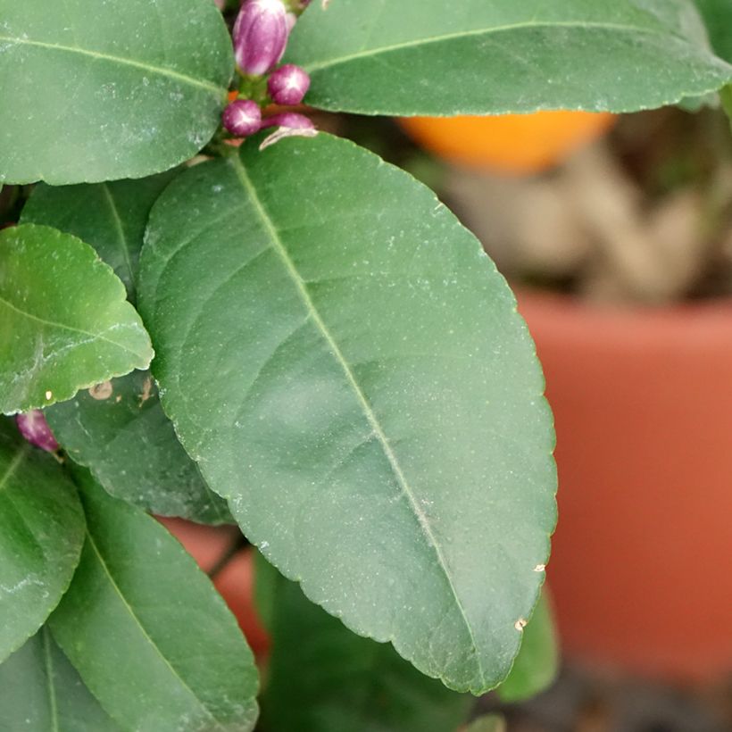 Limero Red Lime - Citrus aurantiifolia (Follaje)