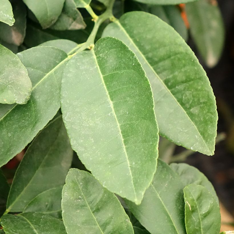 Limero Red Lime - Citrus aurantiifolia (Follaje)