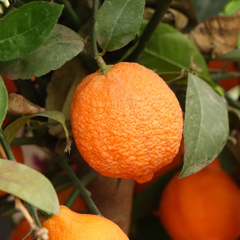 Limero Red Lime - Citrus aurantiifolia (Cosecha)
