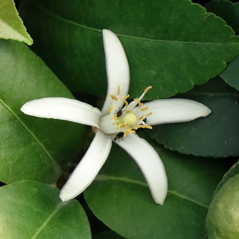 Limonero Adamo - Citrus limon (Floración)