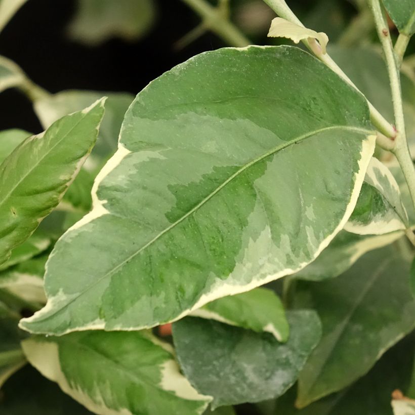 Limón Variegado - Citrus limon variegata (Follaje)