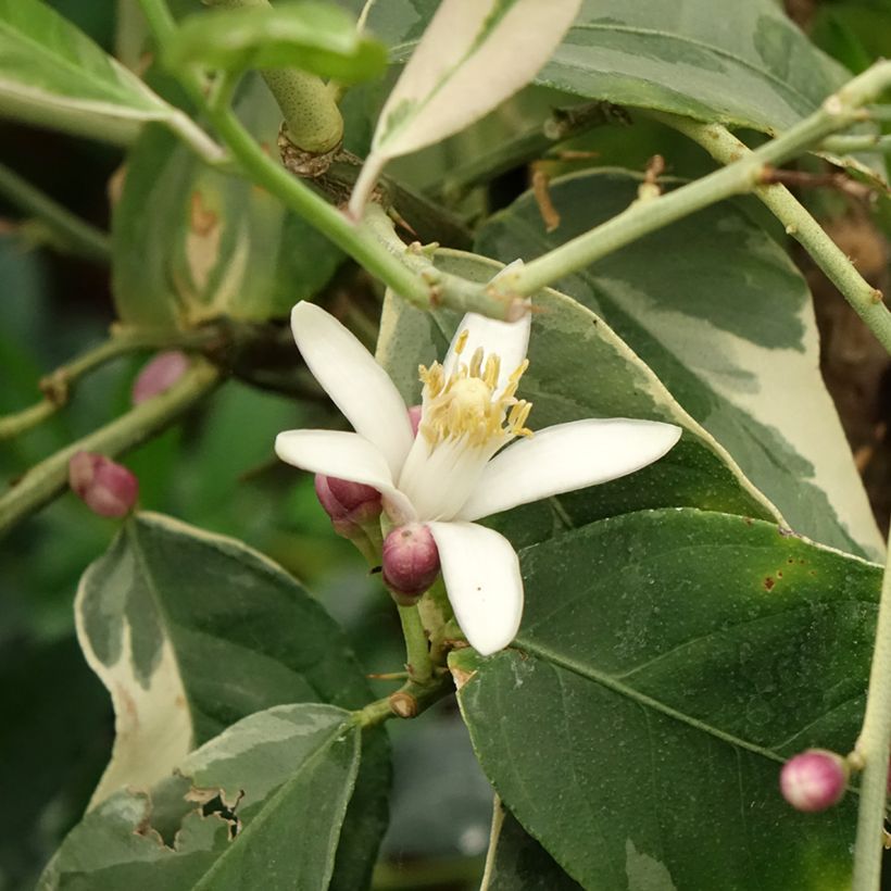 Limón Variegado - Citrus limon variegata (Floración)