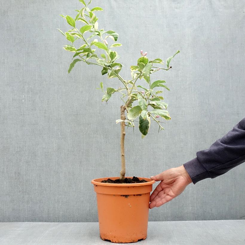 Limón Variegado - Citrus limon variegata Maceta 6L/7L, 1/4 tallo Ejemplar entregado en la primavera