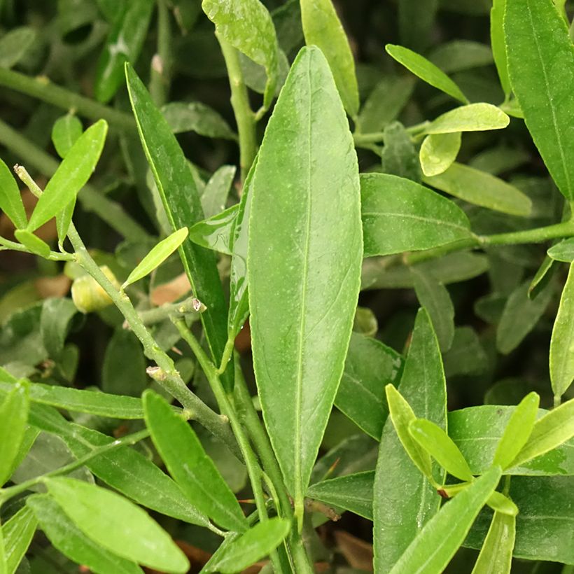 Citrus glauca - Lima del desierto (Follaje)