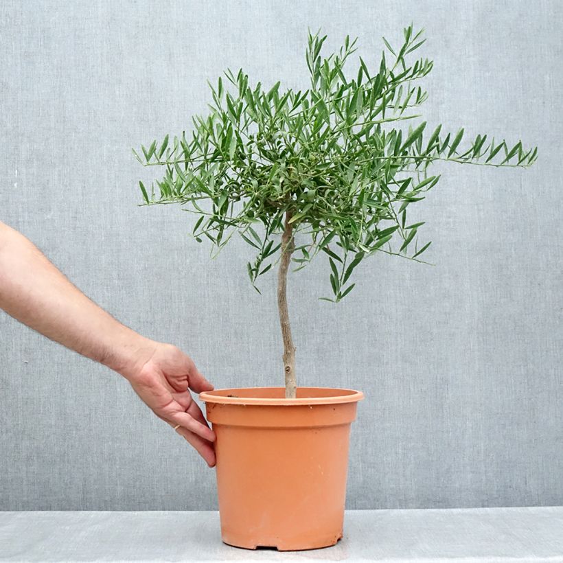 Ejemplar de Citrus glauca - Lime du désert Maceta 6L/7L entregado en verano