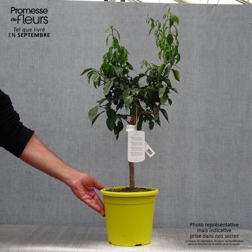 Ejemplar de Limón Ichang - Citrus ichangensis Maceta 3L/4L, Formación arbustiva entregado en otoño