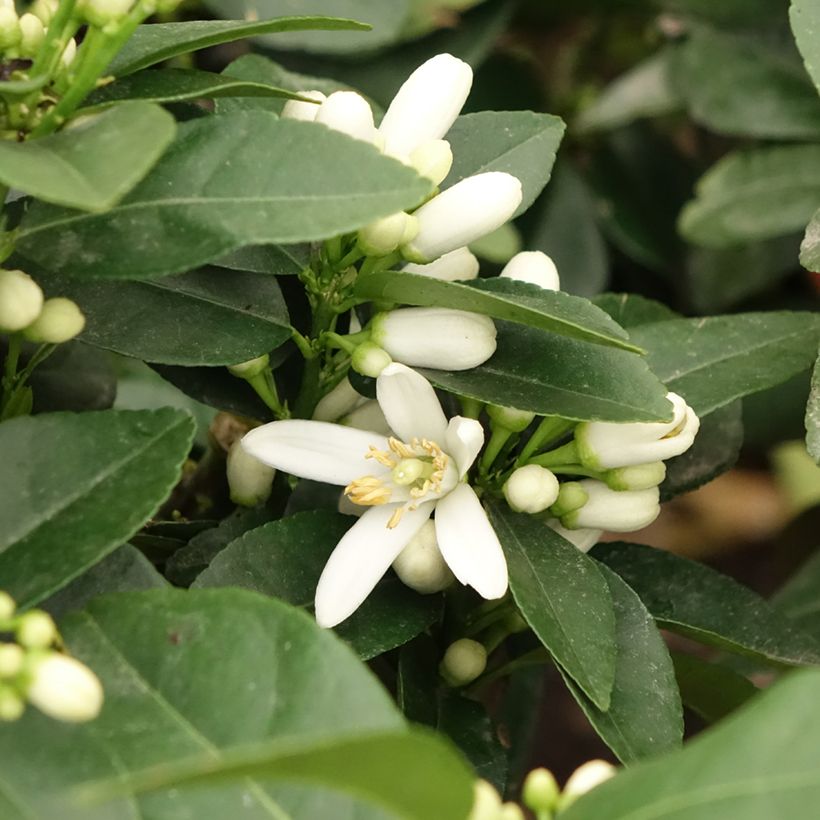Cidro Pigmentata - Cidro híbrido (Floración)