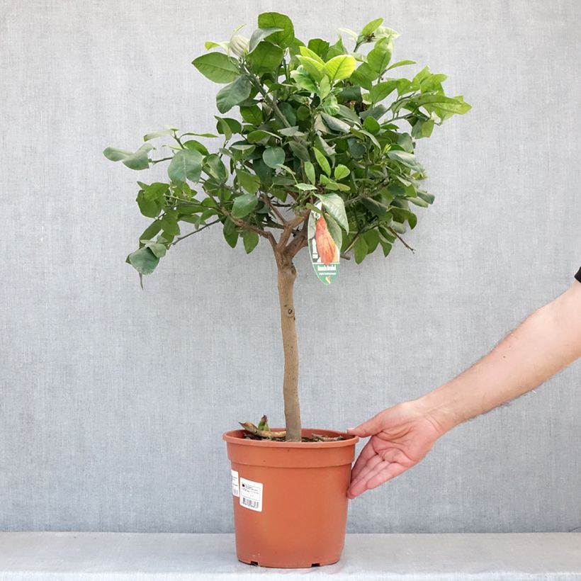 Naranjo de Meyer Doppio Sanguigno Maceta 4L/5L, 1/4 talloAltura de entrega aprox. 40/+cm Ejemplar entregado en la primavera